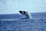Cape Cod Whale Watching, Cape Cod Whale Watching Cruises, Cape Cod Whale Watching Hyannis, MA Cape Cod Vacations